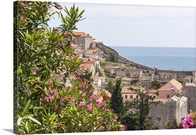 Croatia, Dubrovnik, Walled City Old Town Viewed From Hill, Blooming Oleander Frames