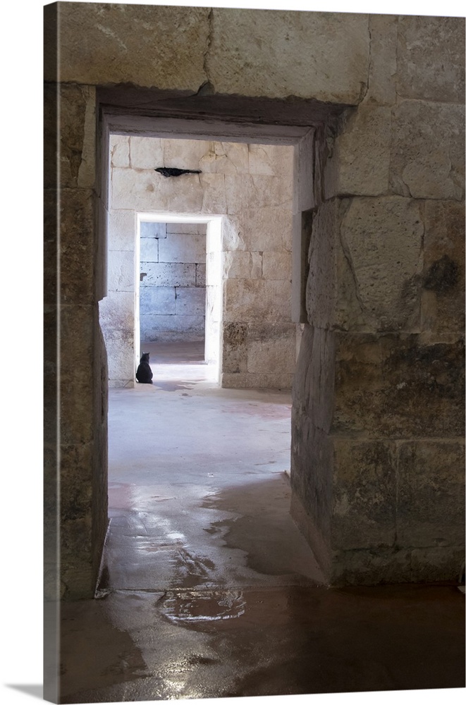 Croatia, Split, Feral Cat Stands Watch At Cellar Doorway Diocletian Palace