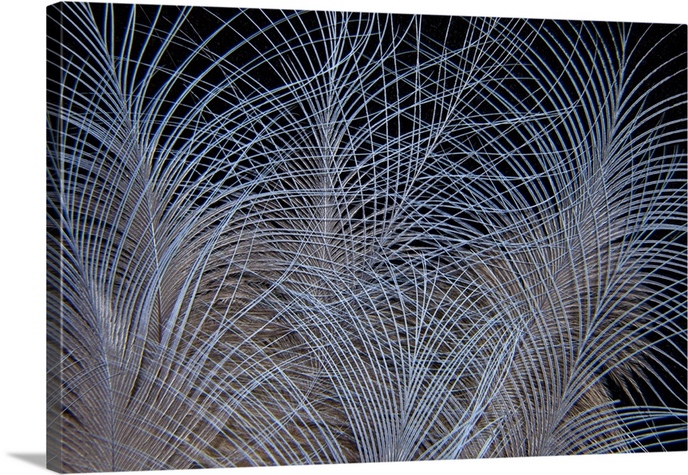 Crown feathers of the Crowned Pigeon.