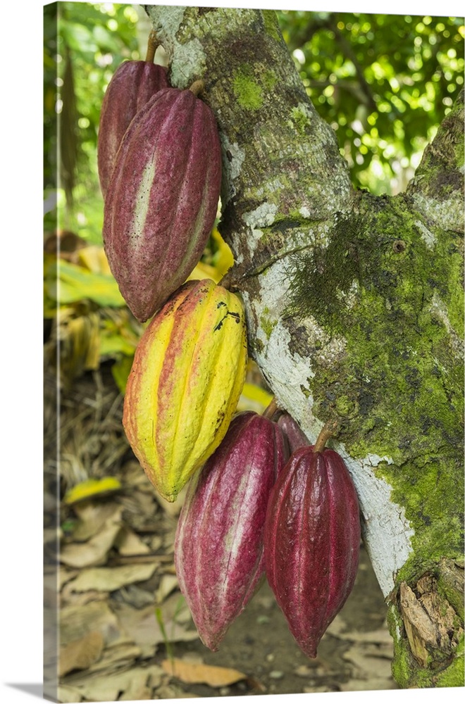 Cuba, Baracoa. Cacao pods hanging on tree at an organic cacao farm near Baracoa.