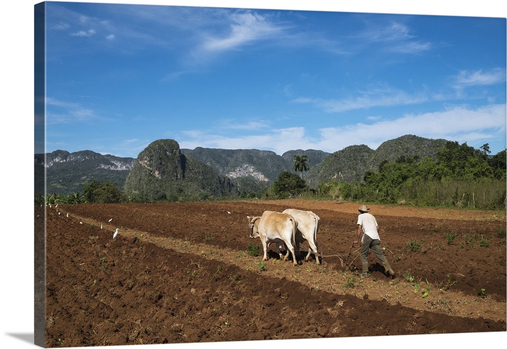 Cuba, Vinales. A farmer plows his fields with traditional equipment including brahma cows.