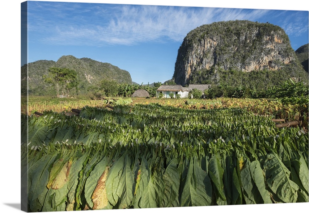 Cuba, Vinales. Tobacco leaves dry outdoors on racks on a traditional farm.