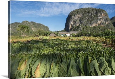 Cuba, Vinales, Tobacco leaves dry outdoors on racks on a traditional farm