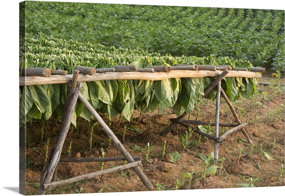 Cuba, Vinales, tobacco leaves drying on racks in field.
