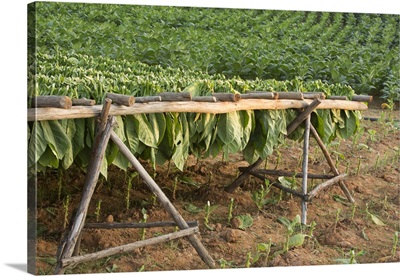 Cuba, Vinales, tobacco leaves drying on racks in field