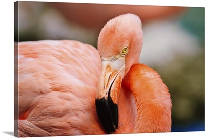 Curacao, Caribbean pink flamingo