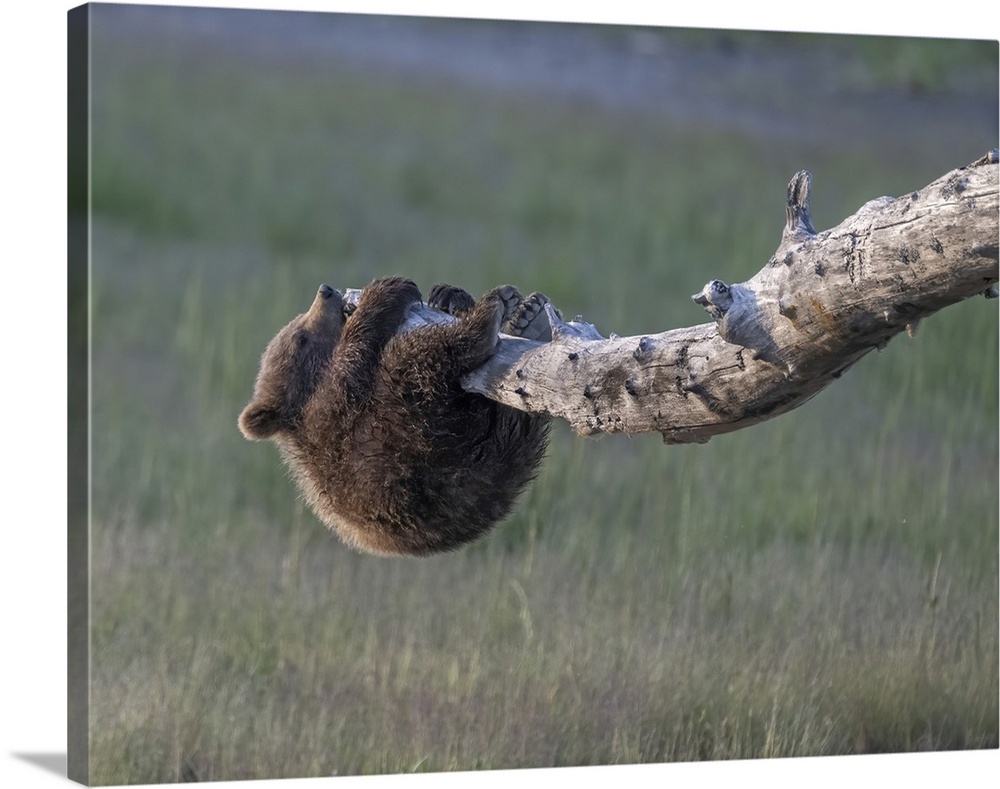 Curious brown bear cub investigates a snag.