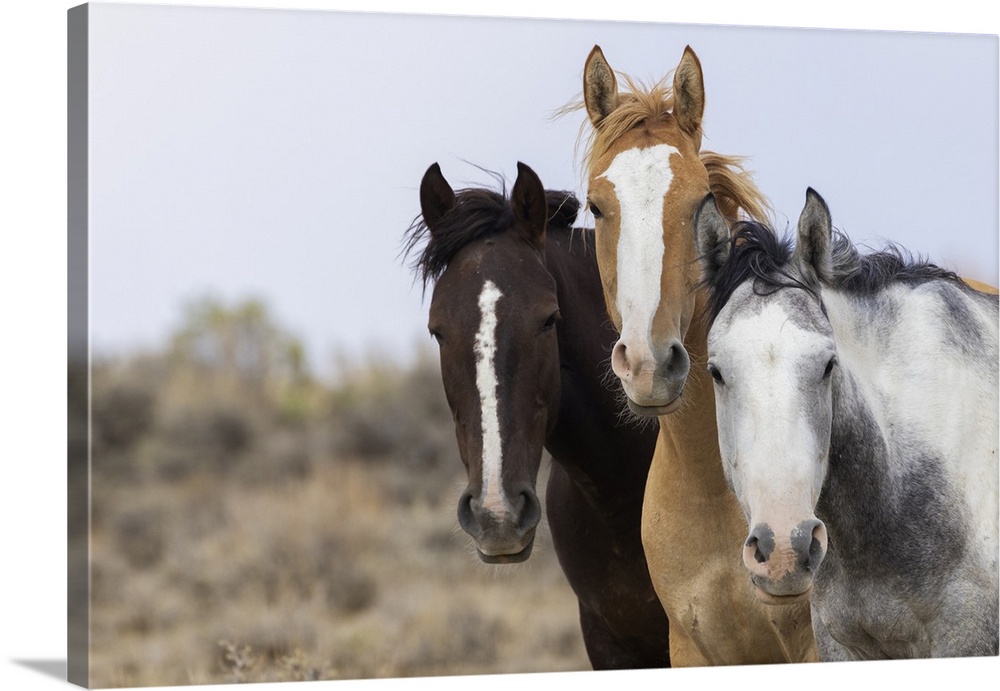 Curious wild horses, Sandwash Basin, Colorado, USA.