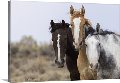 Curious Wild Horses, Sandwash Basin, Colorado, USA