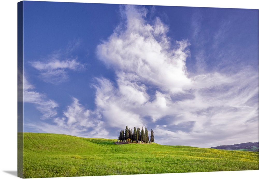 Europe, Italy, Tuscany, Val d' Orcia. Cypress grove in landscape. Credit: Jim Nilsen
