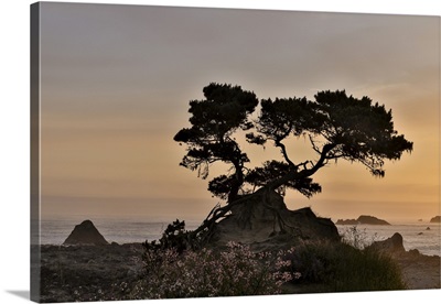 Cypress Tree At Sunset, Northern California Coastline, Crescent City, California