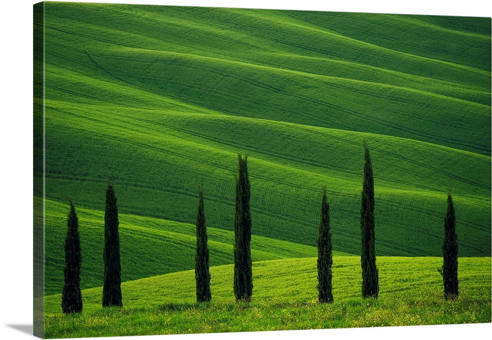 Europe, Italy, Tuscany, Val d' Orcia. Cypress trees and wheat field. Credit: Jim Nilsen