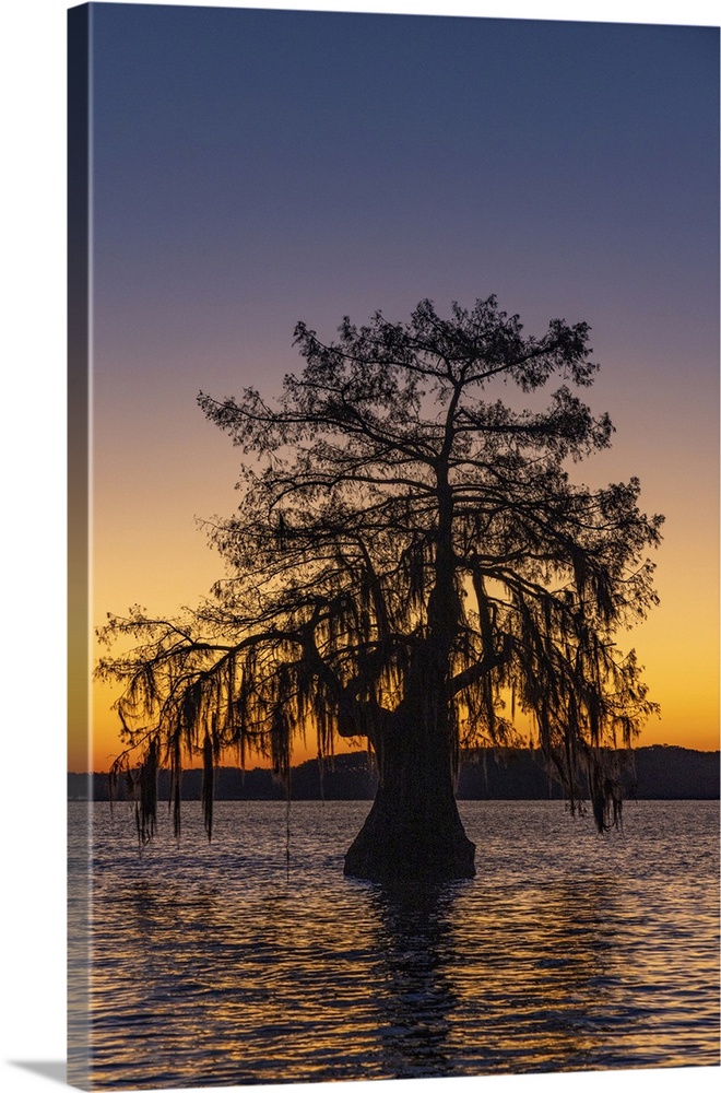 Cypress trees silhouetted at sunrise in autumn at Lake Dauterive near Loreauville, Louisiana, USA.