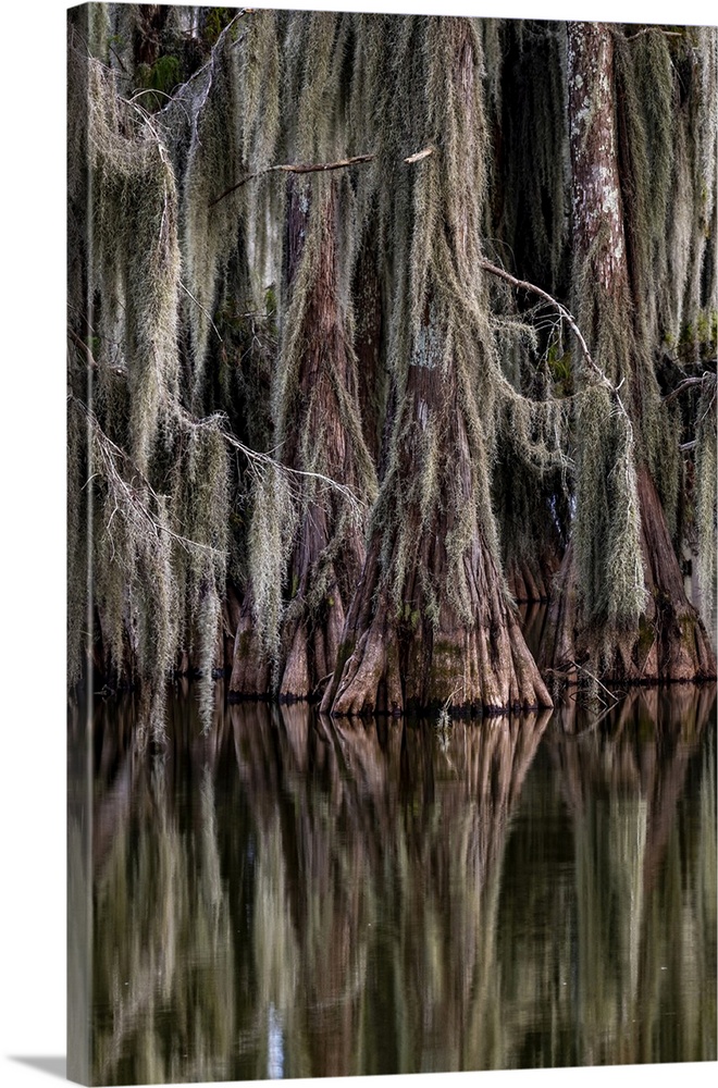 Cypress trees reflect at Lake Martin near Lafayette, Louisiana, USA.