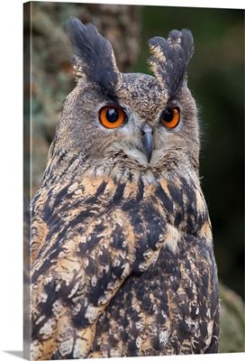 Czech Republic, Liberec. Eagle owl. Falconry Show. Castle of Sychrov, Castle Park