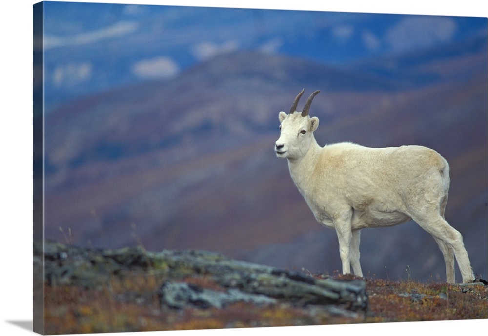 Dall sheep (Ovis dalli), ewe on Mount Margaret, Denali National Park, Interior, Alaska.