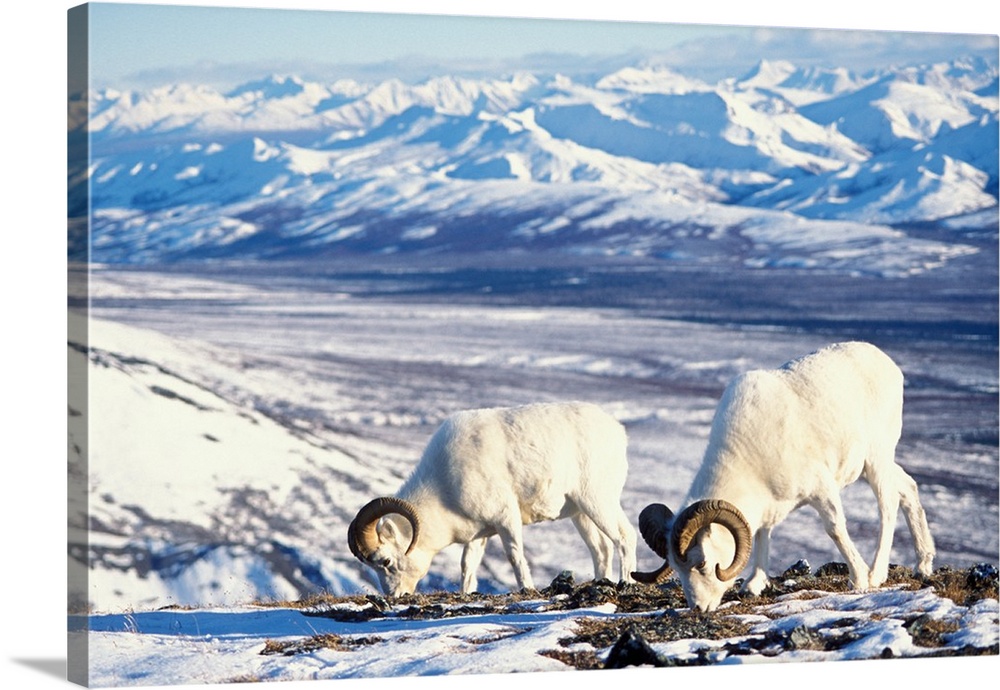 Dall sheep (Ovis dalli) pair foraging on a snow-covered hillside in Denali National Park, Interior, Alaska.