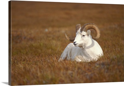 Dall sheep ram resting on Mount Margaret, Denali National Park, Interior, Alaska