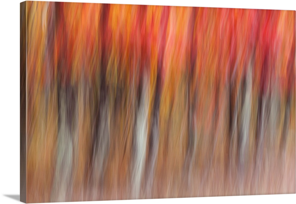 Motion blur  abstract of autumn-hued forest, Wisconsin