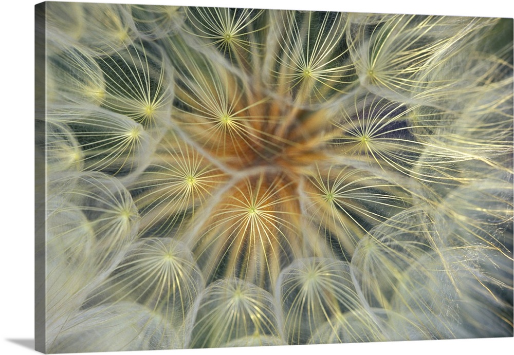 Dandelion Seedhead close-up