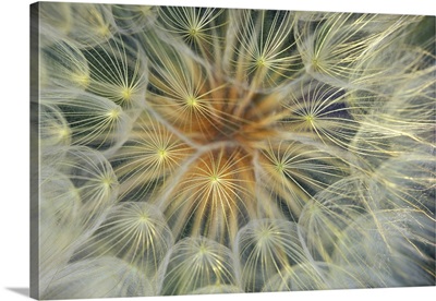 Dandelion Seedhead close-up