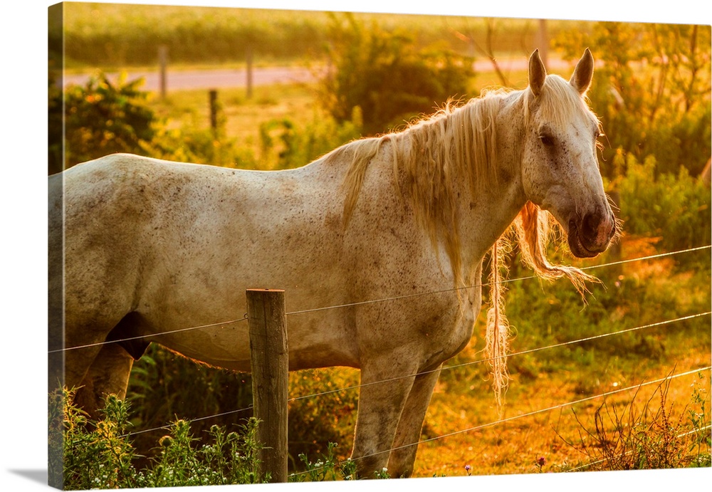 Dappled horse catches mane on barbed wire