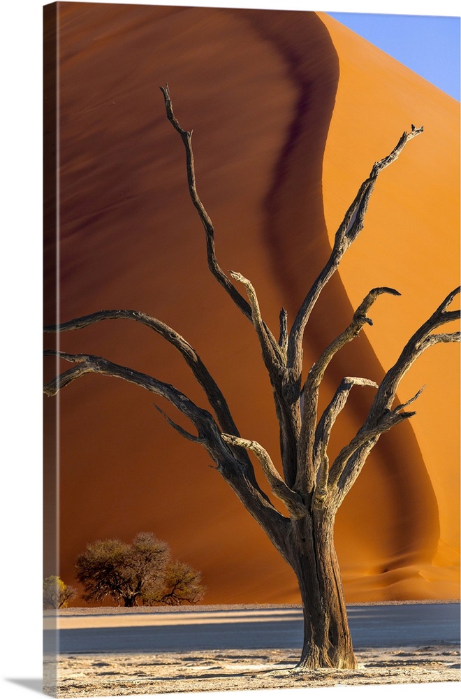 Namibia, Sossusvlei, Namib-Naukluft National Park. Composite of dead tree and sand dune.
