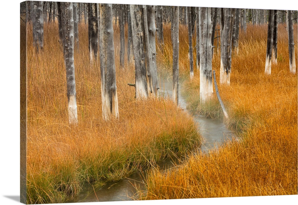 Dead trees killed from volcanic hot streams, Yellowstone National Park, Wyoming, USA