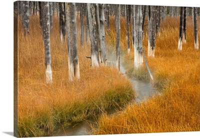 Dead Trees Killed From Volcanic Hot Streams, Yellowstone National Park, Wyoming, USA