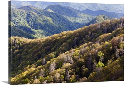 Deep Creek Valley in early spring, Great Smoky Mountains National Park, North Carolina
