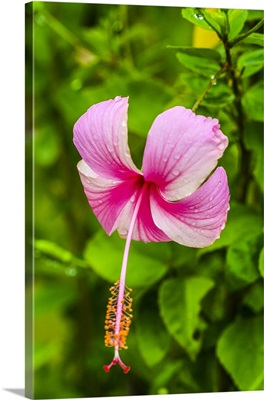 Delicate, Pink And White Hibiscus Flower Dips Over Its Green Foliage