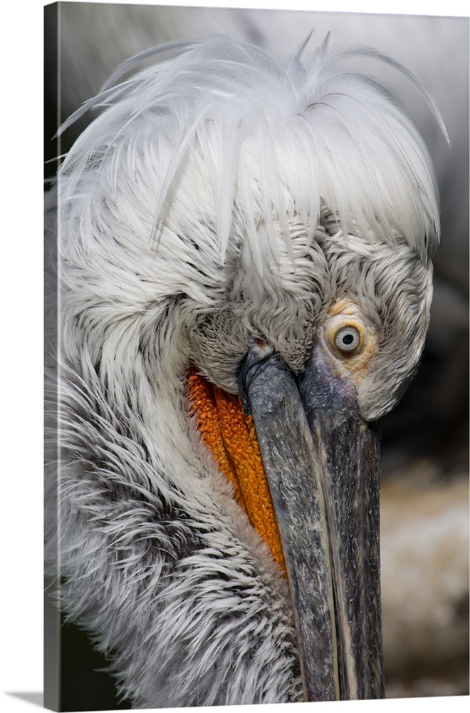 Detail of pelican face.