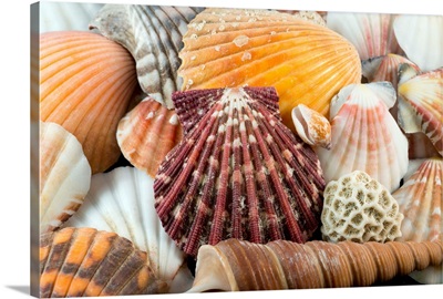 Detail of seashells from around the world