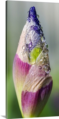 Dewdrops On An Iris Bud