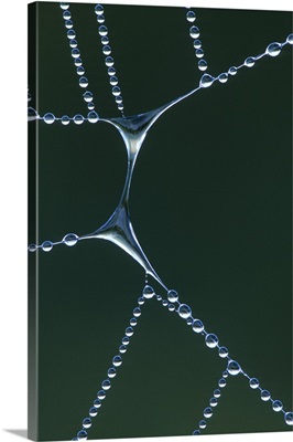 Dewy web section with water span
