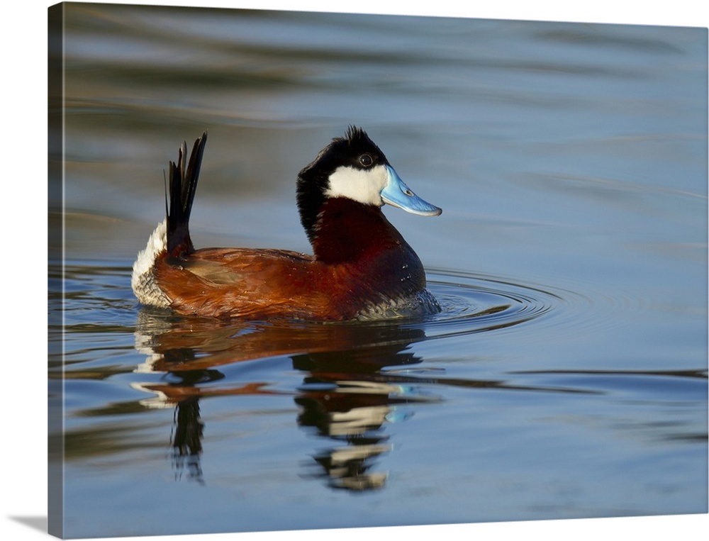 Displaying Male Ruddy duck on Bird viewing preserve in Henderson, Nevada.  (Just outside of Las Vegas).