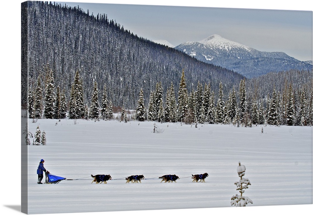 Dog sled races are a popular winter passion for many mushers in northern climates.