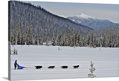 Dog sled races are a popular winter passion for many mushers in northern climates