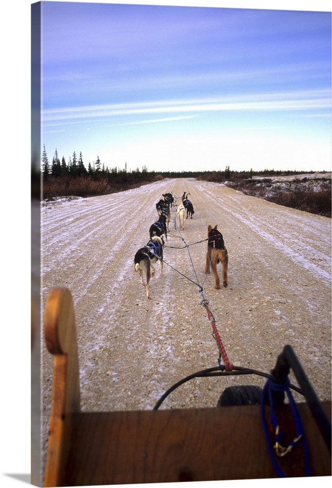 Famous Dog sledding team tundra near Churchill Northern Studies Centre Churchill Manitoba Canada.