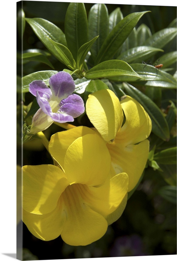 Dominican Republic, La Altagracia, Punta Cana, Bavaro, Allamanda flower