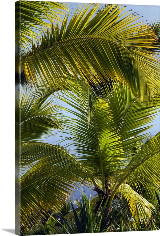 Dominican Republic, Punta Cana Region, Bavaro, beach palms