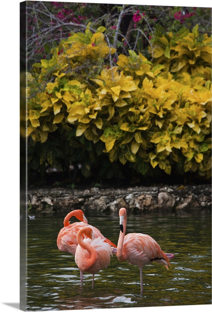 Dominican Republic, Punta Cana Region, Bavaro, pink flamingos, phoenicopterus roseus