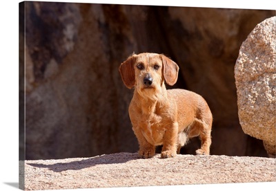 Doxen on boulders