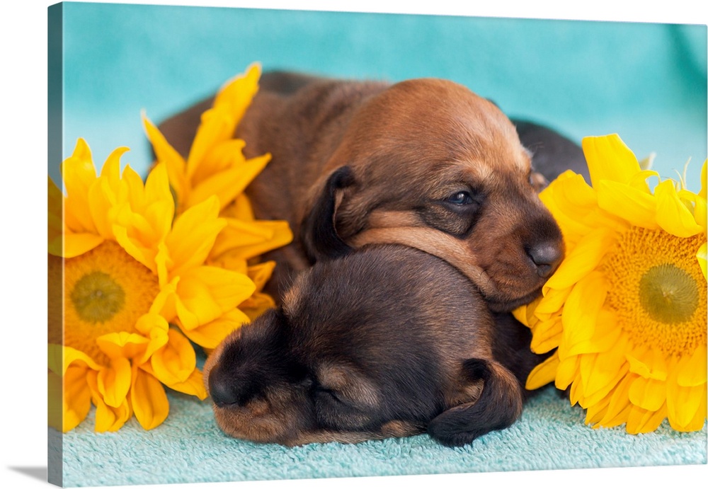 Doxen Puppies sleeping