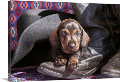 Doxen Puppy on cowboy boot