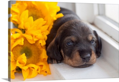 Doxen Puppy with sunflower