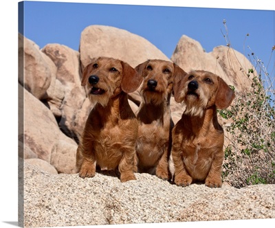 Doxens on boulders