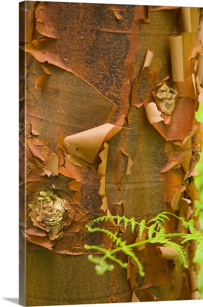 Dramatic pattern and color in peeling paperbark with fern