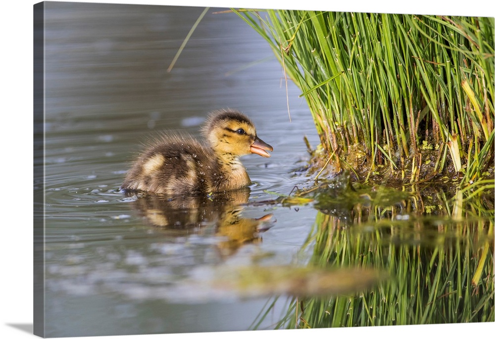 USA, Wyoming, Sublette County, a newly hatched Cinnamon Teal duckling swims on a pond.