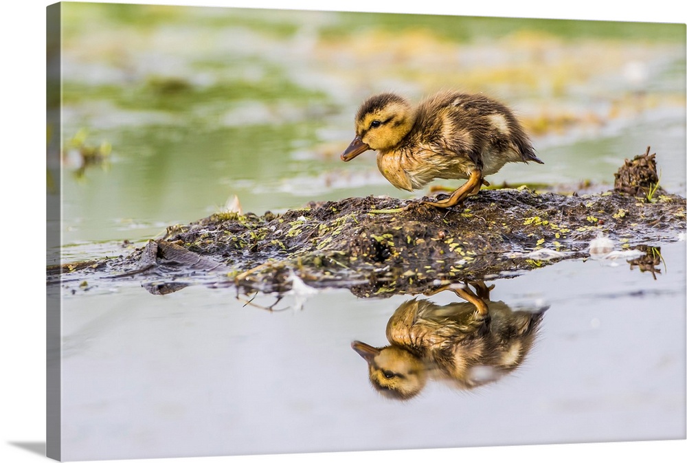 USA, Wyoming, Sublette County, a newly hatched Cinnamon Teal duckling stands on a small mud island in a pond.